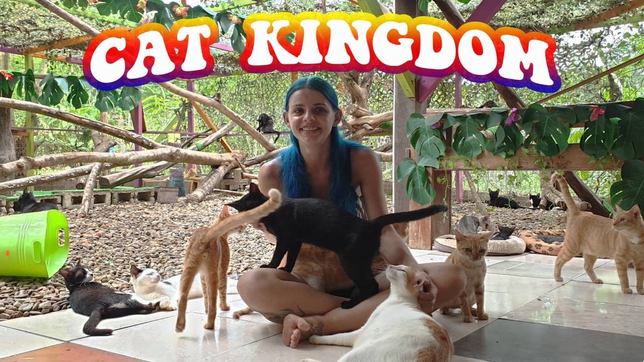 Kayleigh surrounded by rescued cats inside Crazy Tails Cat Kingdom